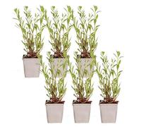 Bloomique - Set de 6 - Gaura lindheimeri - Gaura - Plantas de jardín - Resistente al frío - Apta para mascotas - Altura 10-20 cm - Maceta 9x9 cm