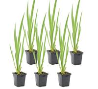 Bloomique - Set de 6 - Iris pseudacorus - Lirio amarillo - Plantas de estanque - Acuáticas - Resistente al frío - Altura 20-30 cm - Maceta 9 cm