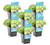 Bloomique - Set de 6 - Lysimachia nummularia - Hierba del dinero/moneda - Plantas de estanque - Acuáticas - Resistente al frío - Altura 10-20 cm - Maceta 9 cm