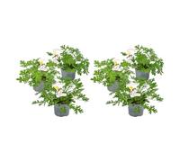 Bloomique - Set de 6 - Pelargonium graveolens - Geranio limón - Anti-mosquitos - Aromático - Plantas de jardín - 15-30 cm - Maceta 10,5 cm