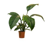Bloomique - Spathiphyllum Sensation - Lirio de la Paz - Planta de interior XXL - Purificadora de aire - Altura 110-130 cm - Maceta de 24 cm