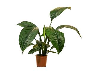 Bloomique - Spathiphyllum Sensation - Lirio de la Paz - Planta de interior XXL - Purificadora de aire - Altura 110-130 cm - Maceta de 24 cm