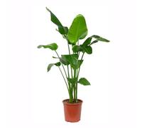 Bloomique - Strelitzia Nicolai - Planta Ave del Paraíso - Flor Ave del Paraíso - Planta de interior XXL - Purifica el aire - Fácil mantenimiento - Altura 150-170 cm - Maceta 27 cm