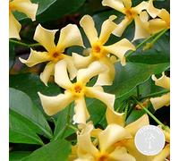 Bloomique - Trachelospermum jasminoides - Jazmín toscano - Amarillo - Trepadora - Jardín - Resistente al frío - Perenne - Altura 50-70 cm - Maceta 15 cm