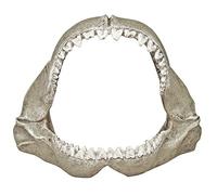 Blue Ribbon Exotic entornos Gran Blanco Shark Jaws, pequeño, 15,2 cm por 3 - 1/2-inch por 12,7 cm