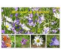 Blütenmeer am Wegesrand (Wandkalender 2026 DIN A3 quer), CALVENDO Monatskalender: Gerade jetzt ist wiederentdeckt worden, wie wichtig die Wiesen und ... - und damit auch für uns Menschen sind.