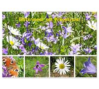 Blütenmeer am Wegesrand (Wandkalender 2026 DIN A4 quer), CALVENDO Monatskalender: Gerade jetzt ist wiederentdeckt worden, wie wichtig die Wiesen und ... - und damit auch für uns Menschen sind.