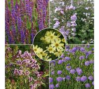 Blumixx Juego de jardineras de abeja silvestre, mezcla perenne resistente al invierno, apta para insectos y balcones