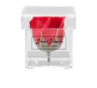 Blush & Blossom Rosa Flor en Despejar Caja, Pasión