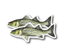 BMCS0133 - Calcomanías de bajo a rayas, diseño de pescador con texto en inglés "Fisherman Love to Fish Bass Fisher Man", 5 pulgadas en el lado más largo, para coche, camión, SUV, calcomanías de vinilo