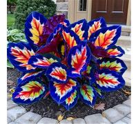 BNJKYUOKW Bulbo Oreja de Elefante/Perenne/Oreja de Elefante Poderosa/Hojas Enormes de Oreja de Elefante/Paisajismo de Jardín/Embellecimiento del jardín-8pcs-J