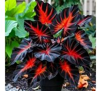 BNJKYUOKW Bulbo Oreja de Elefante/Perenne/Oreja de Elefante Poderosa/Hojas Enormes de Oreja de Elefante/Paisajismo de Jardín/Embellecimiento del jardín-3pcs-C