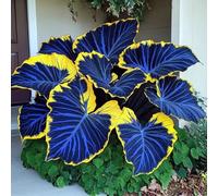 BNJKYUOKW Bulbo Oreja de Elefante/Perenne/Oreja de Elefante Poderosa/Hojas Enormes de Oreja de Elefante/Paisajismo de Jardín/Embellecimiento del jardín-3pcs-D