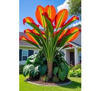 BNJKYUOKW Perenne/Bulbo Oreja de Elefante/Oreja de Elefante Poderosa/Embellecimiento del jardín/Hojas Enormes de Oreja de Elefante/Paisajismo de Jardín-5pcs-F