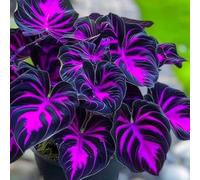 BNJKYUOKW Perenne/Bulbo Oreja de Elefante/Oreja de Elefante Poderosa/Embellecimiento del jardín/Hojas Enormes de Oreja de Elefante/Paisajismo de Jardín-3pcs-B