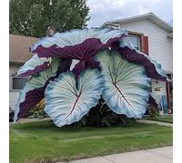 BNJKYUOKW Perenne/Bulbo Oreja de Elefante/Oreja de Elefante Poderosa/Embellecimiento del jardín/Hojas Enormes de Oreja de Elefante/Paisajismo de Jardín-5pcs-H