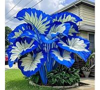 BNJKYUOKW Perenne/Bulbo Oreja de Elefante/Oreja de Elefante Poderosa/Embellecimiento del jardín/Hojas Enormes de Oreja de Elefante/Paisajismo de Jardín-5pcs-A