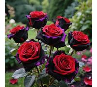 BNJKYUOKW Resistente al frío-Raíces de Rosas-Decoración paisajística para terraza y jardín-Vertical-2Rizomas-D