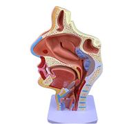 Boca Nariz Garganta Faringe Educación Cuerpo Humano Anatomía Modelo ENT Modelo de estudio Patología Nariz Garganta Modelo Ampliar el modelo anatómico de órganos humanos (A)