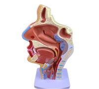 Boca Nariz Garganta Faringe Educación Cuerpo Humano Anatomía Modelo ORL Modelo de Estudio Patología Nariz Garganta Ampliar El Modelo Anatómico de Órganos Humanos