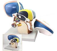 BODHIS Material Educativo, Modelos de anatomía Humana - Modelo anatómico del Cerebro talámico - 3 Veces médico