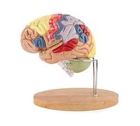 BODHIS Modelo de enseñanza, Modelo de Cerebro Humano, Estructura del Cerebro Humano 4D, Corteza Cerebral, nervio, 4 Partes, anatomía.