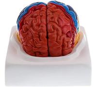 BODHIS Modelo de enseñanza, Modelo de Cerebro Humano, Modelo de anatomía del Cerebro Humano de tamaño Natural con Base para Aula de Ciencias.