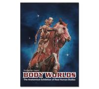 Body Worlds The Anatomical Exhibition of Real Human Bodies - DVD