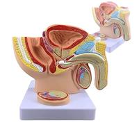 BOERYOU Modelo de pelvis masculina con próstata, modelo genital de anatomía masculina, modelo de anatomía del sistema reproductivo masculino 1:2, modelo de sección sagital mediana del sistema