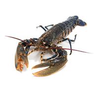 Bogavante Nacional - Pescadería Premium - pieza 850/1,5 kg -Pescado y Marisco Fresco de Lonja (1 kg, Bogavante)