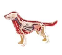 BOGAZY Modelos Anatómicos Modelo De Anatomía Animal del Perro Desmontable 30 Órganos Partes Cuerpo O Entrenamiento Educación Médica Animales
