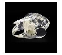 BOGAZY Modelos Anatómicos Modelo De Enseñanza Conejo, Anatomía Médica, Dientes, Cráneo, Dental, Mandíbula, Animal Animales