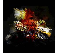 Bogus Order - Bogus Order-the Bullnose Step Ep 12"|"Bogus Order [Vinilo]