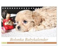Bolonka Babykalender 2026 (Tischkalender 2026 DIN A5 quer), CALVENDO Monatskalender: Ein gelungener Kalender mit hinreißenden Welpenfotos, denen sich kein Herz verschließen kann.