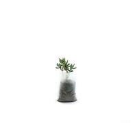 Bolsas de plantación biodegradables no tejidas, 100 unidades para cultivar tomates, pimientos, calabazas y otros cultivos de hortalizas (7 x 9 cm)