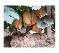 Bolsas Protección Fruta con Cordón, Bolsas for Cultivo de Frutas y Verduras (100 Unidades), Amarillas y Negras, Varios tamaños(15cmx18cm)