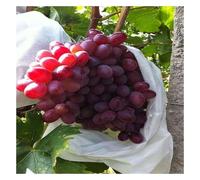 Bolsas Protección Fruta con Cordón, Bolsas Protectoras for Frutas y Verduras de 18 x 20 cm, de Tela no Tejida, for Proteger contra plagas y Aves (Paquete de 50)