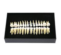 BOMAOER - 20 piezas dentales de muestra permanente a escala 1:1 para enseñar en como estudio