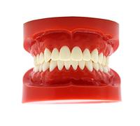 BOMAOER Dental Adulto Estándar Typodont Dientes Enseñanza Modelo de Estudio