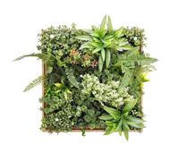 BONERVA Jardín Vertical Artificial Taormina con Marco de Madera Natural 50x50 cm Cuadro Vegetal Decorativo para Interior Estilo nórdico y contemporáneo sin Mantenimiento en oficinas y hoteles