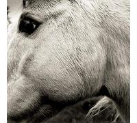 Bonny Light Horseman - Bonny Light Horseman