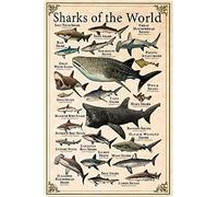 Bonoff Póster vintage de tiburones del mundo con conocimientos de tipos de tiburones, decoración de pared, póster de metal, 8 x 12 pulgadas