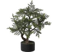 Bonsái de abeto para interiores macetero de cerámica