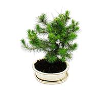 Bonsai Pinus halepensis pino Alepo, aprox. 9 años, 21 cm
