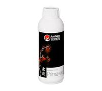 BonsaiGranada | Lombrico Bonsaï Printemps 1 lL8