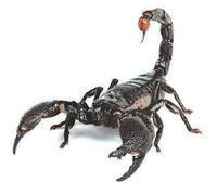 bopely Pegatina 3D Scorpion Car Auto Scorpion Escorpion Impresion Vinil Stacta De Vinil