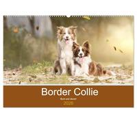 Border Collie - Bunt und clever! (Wandkalender 2026 DIN A2 quer), CALVENDO Monatskalender: Border Collies - die bunten Hunde machen einfach Spaß!