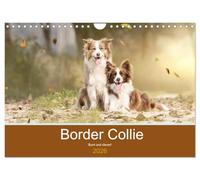 Border Collie - Bunt und clever! (Wandkalender 2026 DIN A4 quer), CALVENDO Monatskalender: Border Collies - die bunten Hunde machen einfach Spaß!