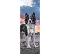 Border Collie - Calendario delgado 2026