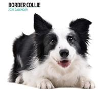 Border Collie - Calendario moderno 2026